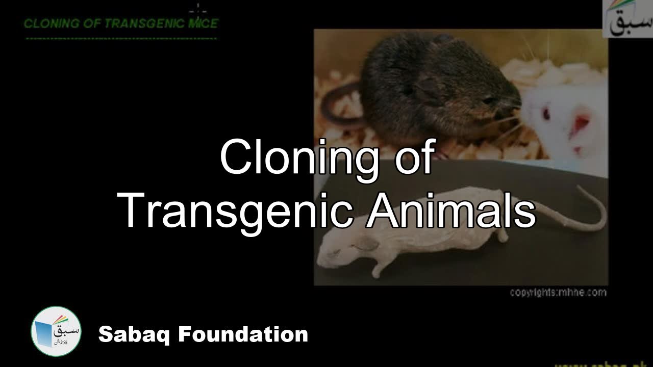 Cloning of Transgenic Animals, Biology Lecture Sabaq.pk