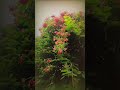 The nature's craft beautiful nature #shorts #youtubeshorts #beautifulnature #nature #climatechange