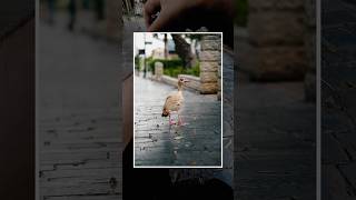 Sarona TLV #POV #streetphotography #sonya7iv #djiaction6 #sigmalens