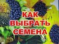 КАК ВЫБРАТЬ СЕМЕНА ПОДСОЛНЕЧНИКА ? | ЦЕННЫЙ СОВЕТ ОТ АГРОНОМА