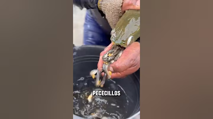 ¿Por qué este pez tiene a todos sus hijos en la boca? 🤔