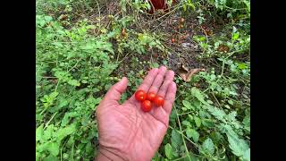 Growing 700 cherry tomatoes -Fully automated