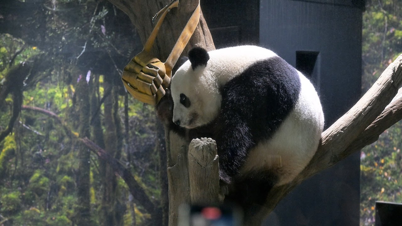 2025.08.16 今日のパンダ（3925日目）[8K] - YouTube