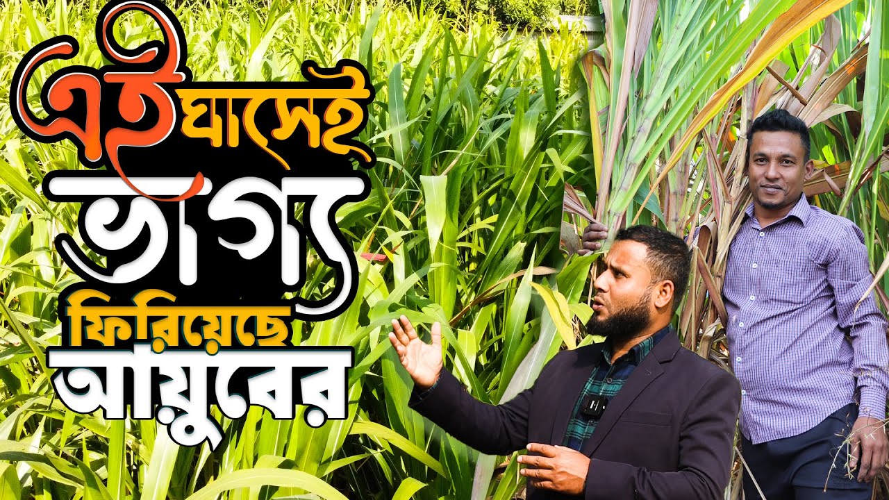 উচ্চ বেতনের চাকরি ছেড়ে ঘাস চাষ - ভাগ্য ফিরেছে আয়ুবের | গুয়াতেমালা ঘাস চাষ পদ্ধতি | Guatemala Grass