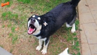 Cute Alaskan Malamute Puppy Talking