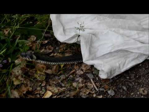Radiotracking grass snakes