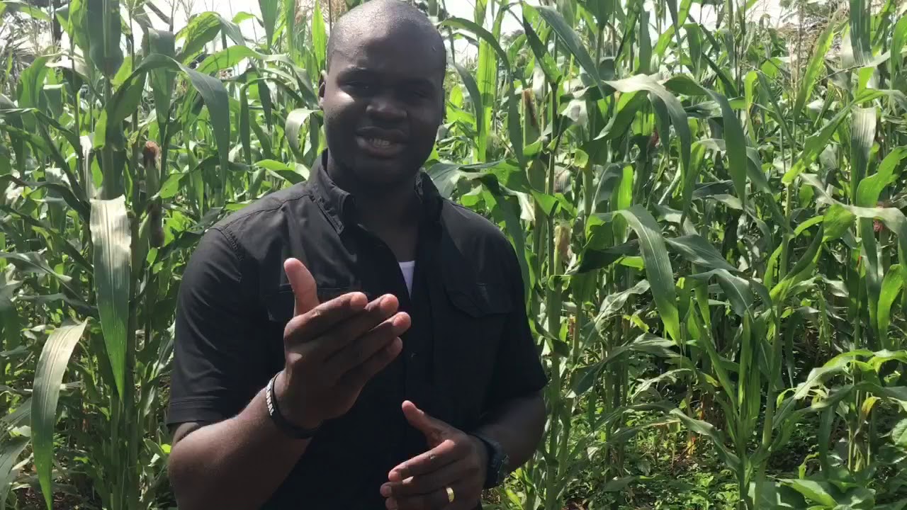 Agriculture en Centrafrique
