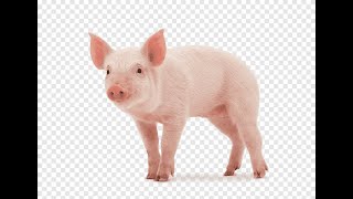 PIG SIMULATOR - Gameplay screenshot 5