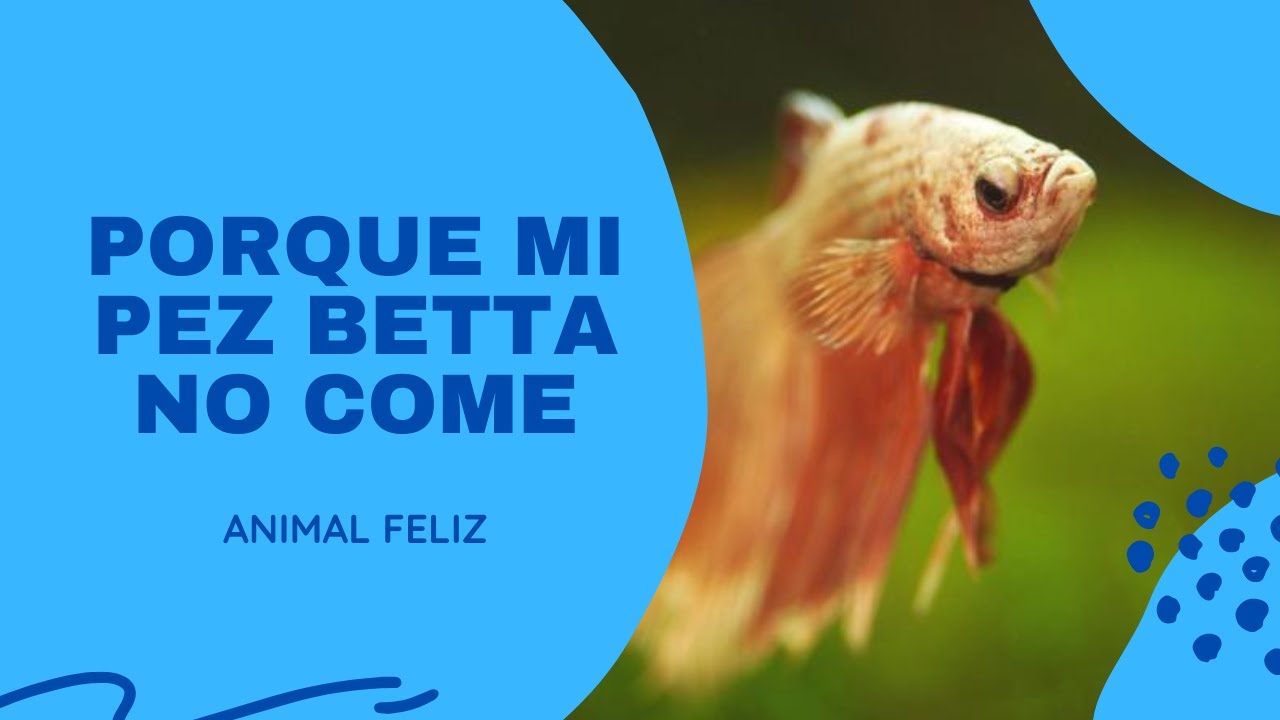️ ¿POR QUÉ MI PEZ BETTA NO COME? CAUSAS DE QUE TUS PECES NO TENGAN