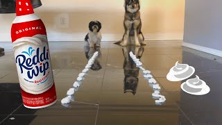 We Challenge Our Dogs to a Whip Cream Race