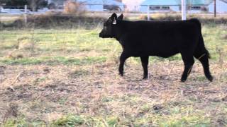 Lot 4 2011
