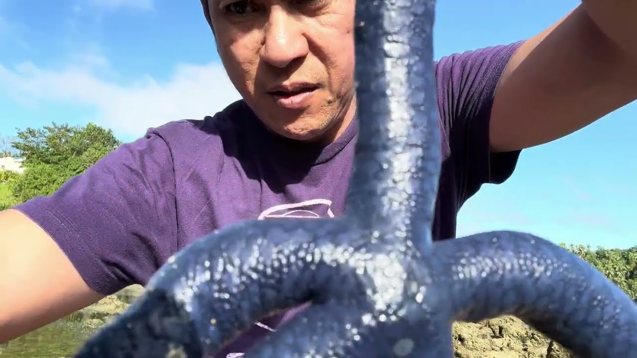 Manghibasan (Low tide) Picking of seafoods YouTube