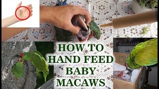 How To Hand Feed Baby Macaws Like Their Parent (Catalina Macaw & BNG Macaw)