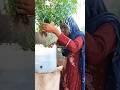 #pakistanimaa #newvillageroutine #pakvillageroutine #familyvlog #villagelife