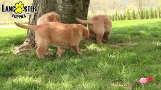 Charming Golden Retriever Puppies