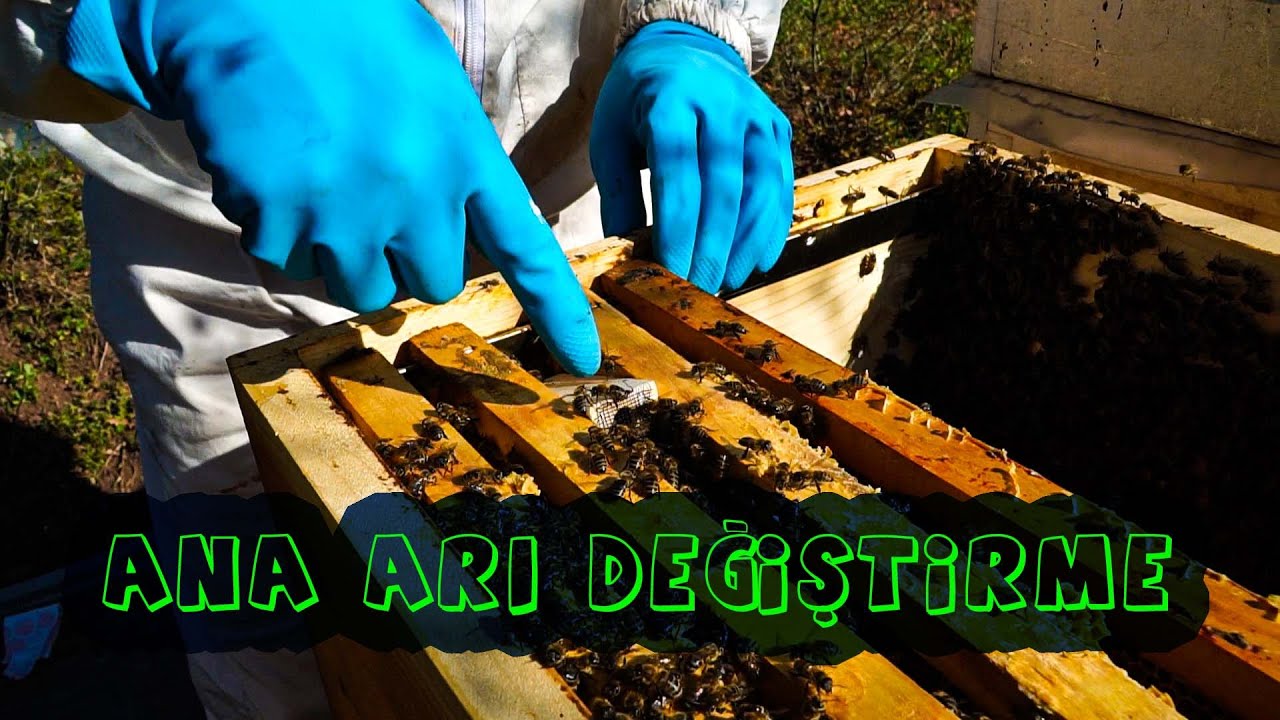 Ana Arı Değişimi | En kolay ve Garanti Yöntem | Kat atarak Ana Arı Değiştirme | Ana Arı Yenileme