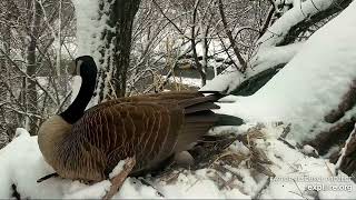 Decorah Goose Cam 3-23-23, 8:43 am MG lays her 2nd egg