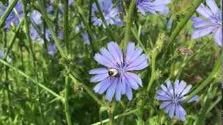 Wilde Cichorei Cichorium Intybus Met Pluimvoetbij Dasypoda Hirtipes Nl Bloeit