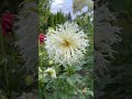 Dalia #dalia #flowers #dahlias #foryou #garden #love #dc #mylove #myhobby #myflower #poland #live