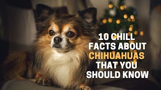 10 Chill Facts About Chihuahuas That You Should Know by Animal Globe 236 views 2 years ago 6 minutes, 52 seconds