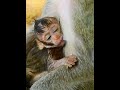 #Cutes Babies Monkey, And Daisy's baby# 302
