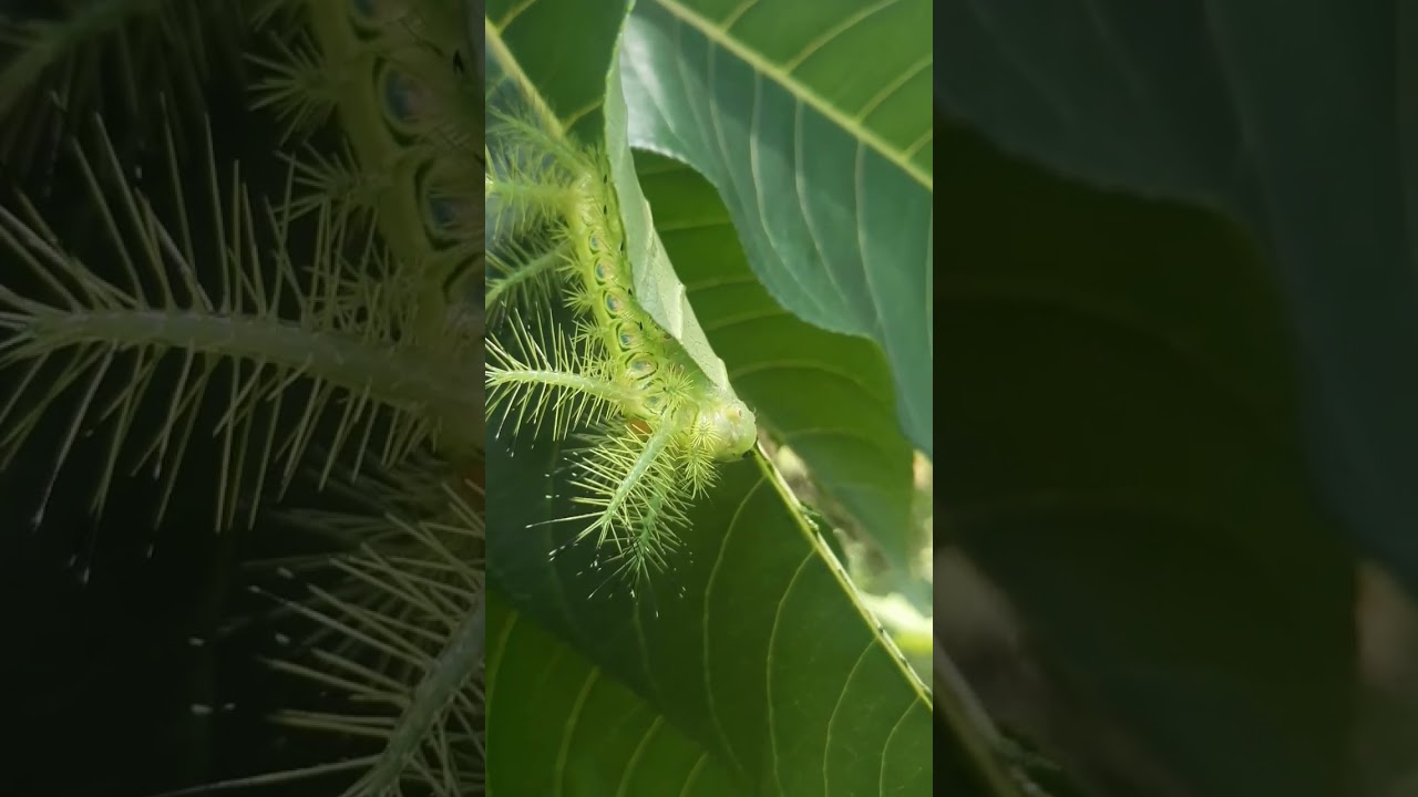 Stinging  nettle  slug moth caterpillar  in nature | 