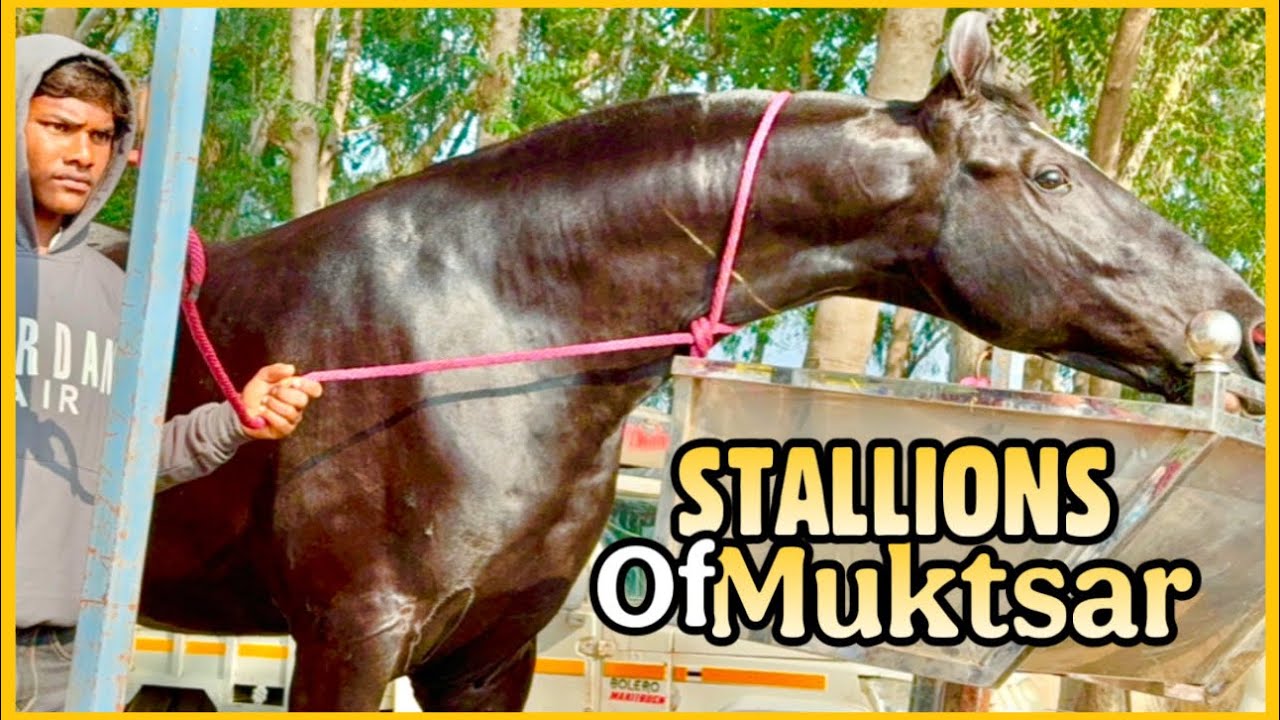 Muktsar Horse Fair 2025 | Stallions & Colts Special Episode Jan 13 Vlog