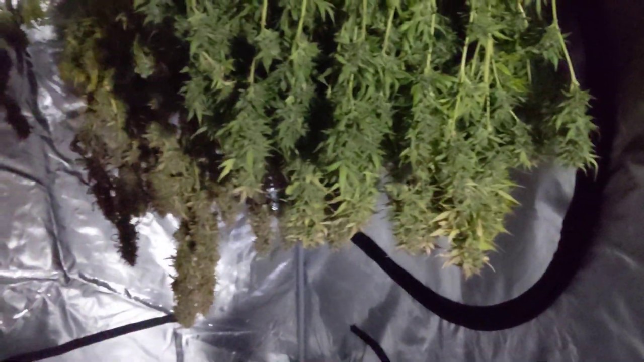 Auto Flowering Weekly Update 12