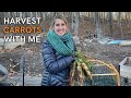 Harvesting 2 Delicious Carrot Varieties for Family Dinner | Happy Thanksgiving!