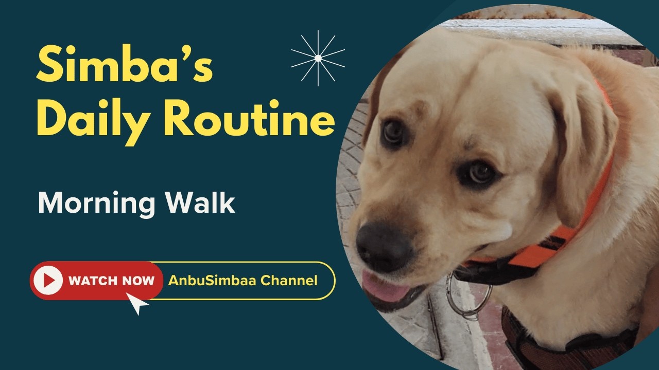 Simba's Daily Routine Morning walk 🥰🐾 #doglove #labrador #dogwalk # ...
