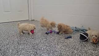 Cute Puppies Playing by D G 441 views 1 month ago 2 minutes, 33 seconds