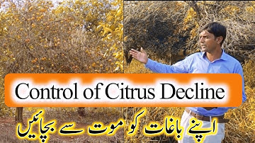 Control of citrus Decline | Citrus slow decline | Use of trichoderma in citrus orchid | Plant Clinic