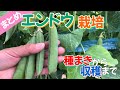 【まとめ】エンドウ栽培/実えんどう　種まきから収穫まで　2023年～2024年