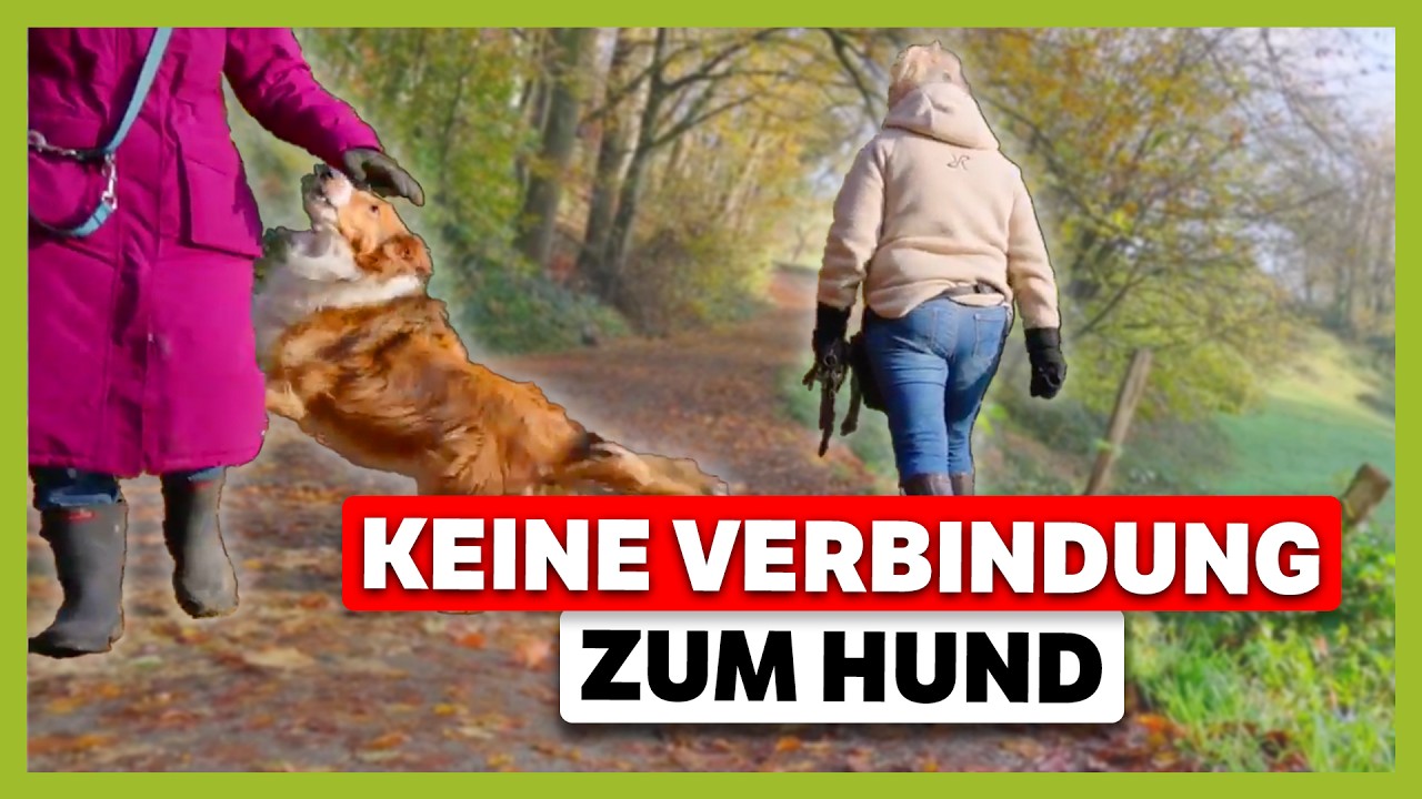 Hund Bellt Menschen An Martin Rütter Hund BELLT fremde Menschen an: Unerfülltes Grundbedürfnis - YouTube