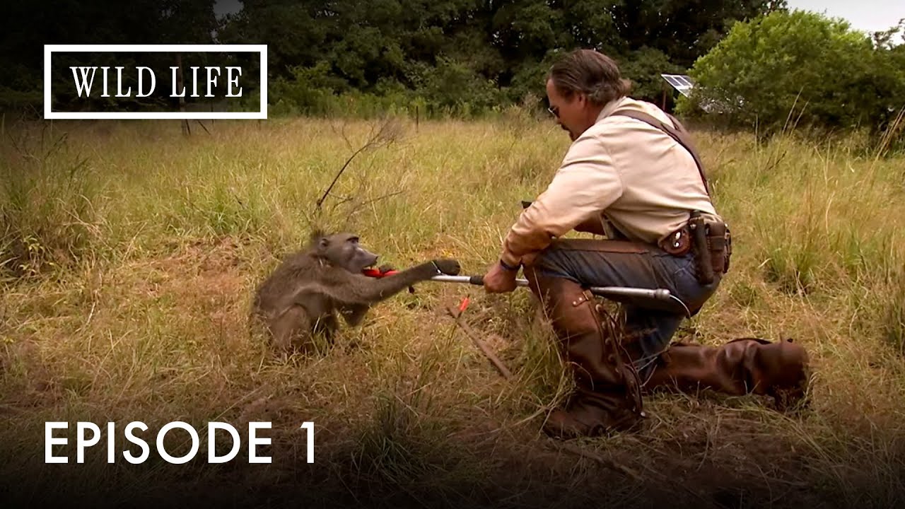 Into the Wild:Big Cats on the Brink | The Trapper | Episode 1