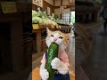 AIにゃんこちんがアルバイト!#Shorts