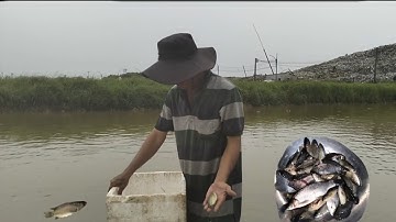 Hai cha con em tiếp tục ra đồng giâng lưới,trúng mánh cá rô đồng 🐟