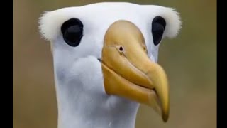 عرض زواج (سبحان الله ) طائر القطرس (waved albatross)
