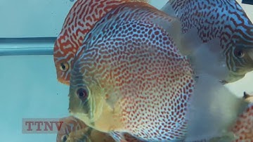 Tuyển cá dĩa đẹp: Cá Dĩa Bông Beo - Discus  Fish