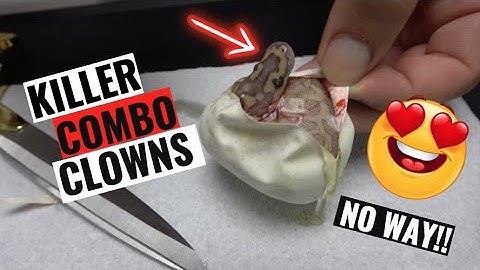CRAZY 5 GENE SPOTNOSE CLOWN! Ball Python Egg Cutting!