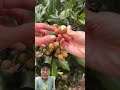 buah kelengkeng #buah #fruit #fyp #tips #segar #plant #garden #kebun #kelengkeng #viral #tips #fyi