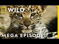 Savage kingdom season 3 mega episode compilation  nat geo wild