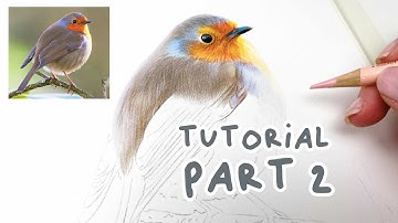 How to Draw a Realistic Robin | Coloured Pencil Tutorial Part 2