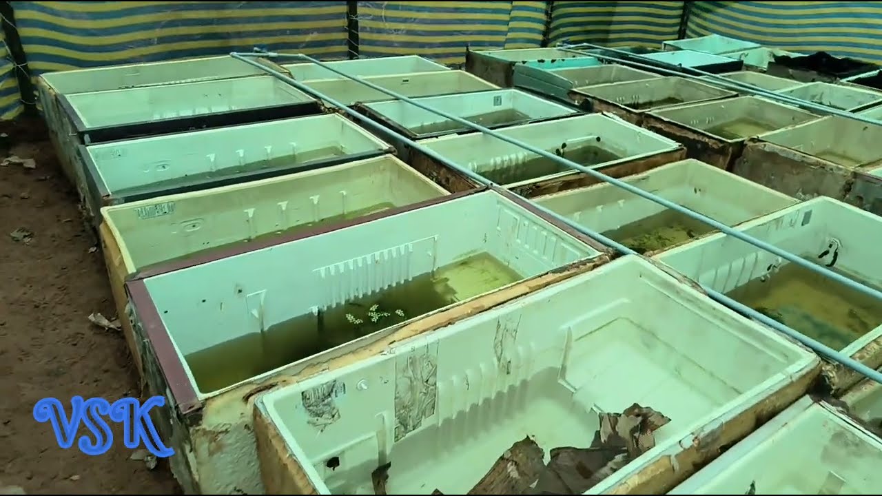 Farm -1 breading | vsk guppy farm | biggest guppy farm in kanyakumari | guppy