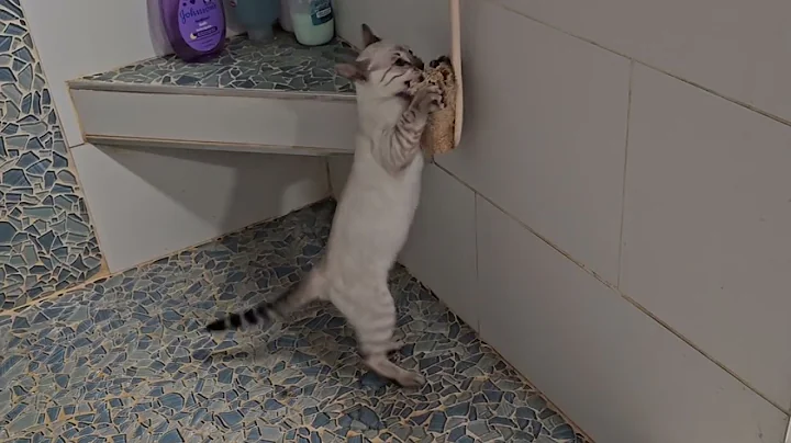 Watch the video about Bengal Kitten Playing in the Shower