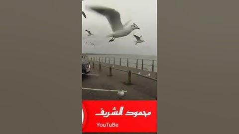 امير النغم-سورة النور - قرأن فجر