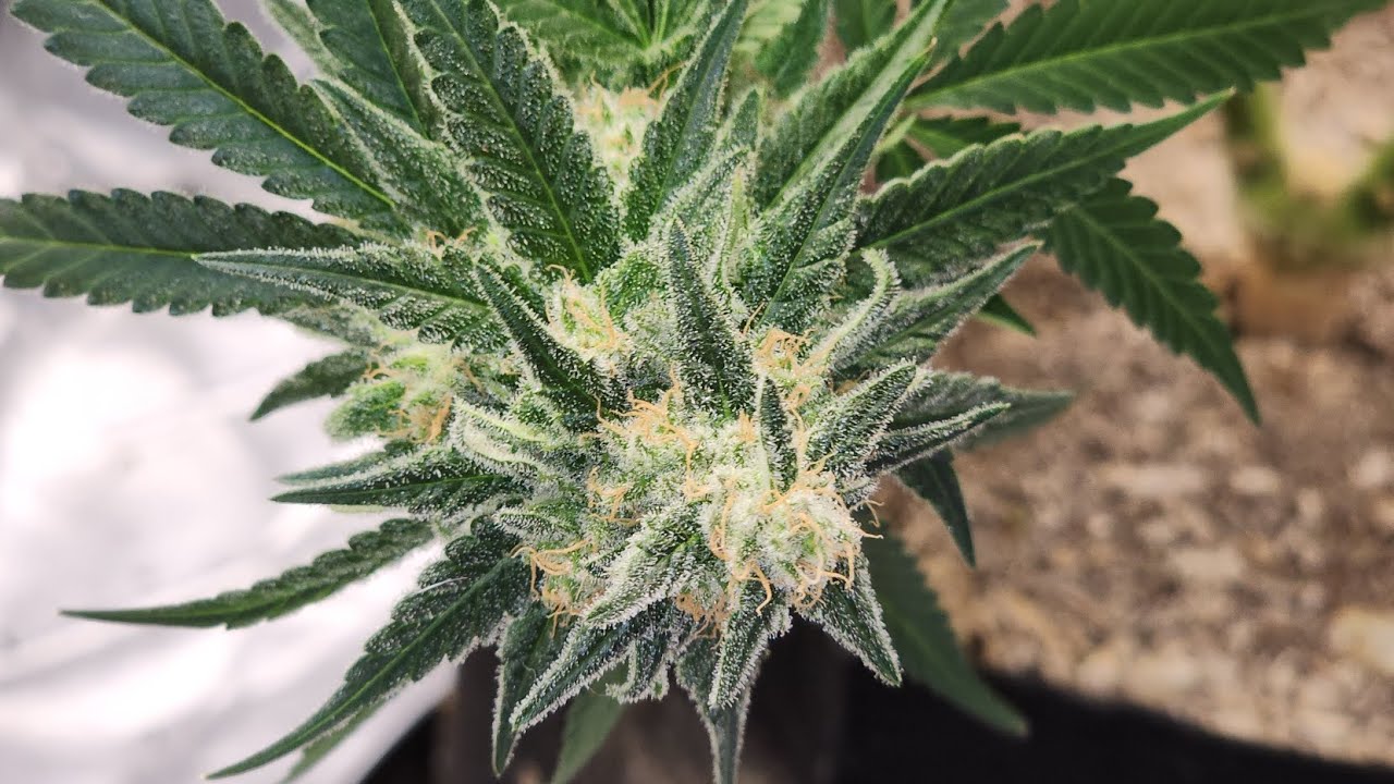 Gelato at Week 11 / Day 73 of flower 🪴 grown under 135 watt LED 💡 flushing for 13 days