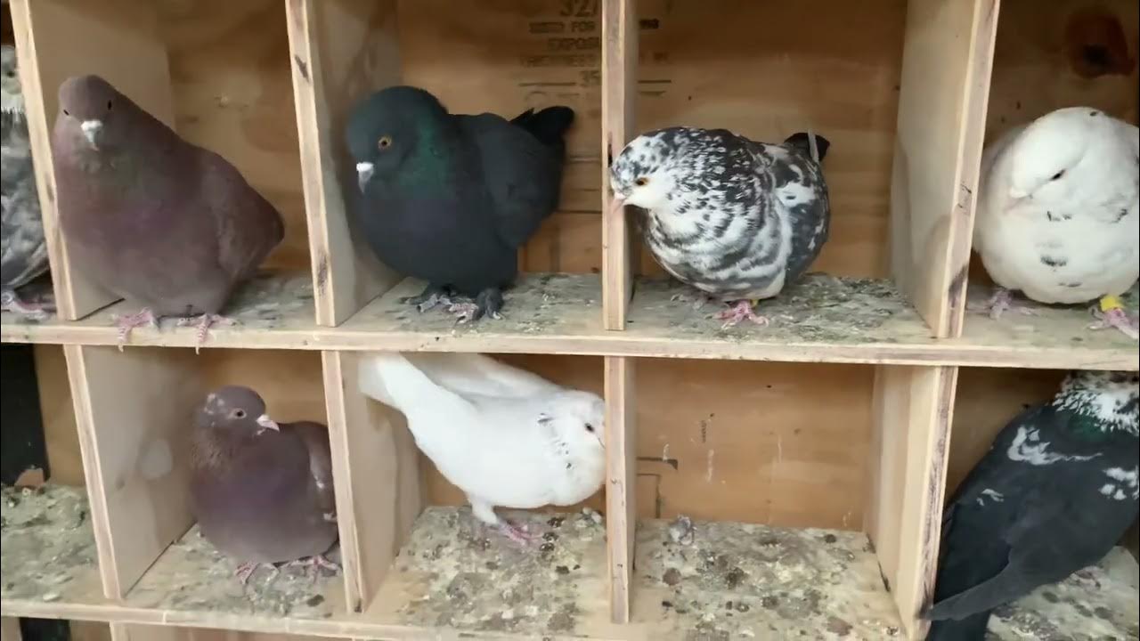 My roller pigeon Kit Box YouTube