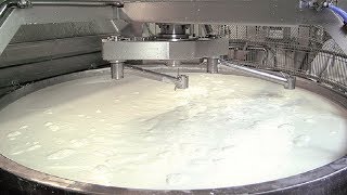 World Amazing Cheese Production Line And Fresh Mozzarella Making Process