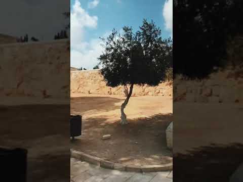 متى القاك رامي محمد عامود فلسطين